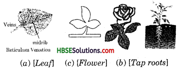 HBSE 6th Class Science Solutions Chapter 7 Getting to Know Plants 1