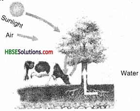 HBSE 7th Class Science Solutions Chapter 1 Nutrition in Plants-2
