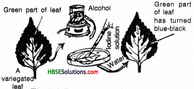 HBSE 7th Class Science Solutions Chapter 1 Nutrition in Plants-5