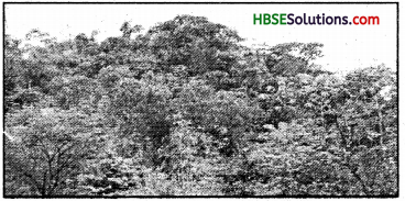 HBSE 7th Class Social Science Solutions Geography Chapter 6 Natural Vegetation and Wild Life 2