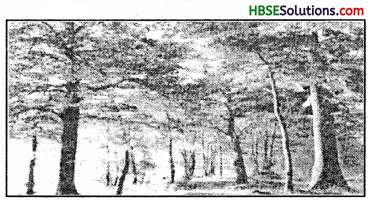 HBSE 7th Class Social Science Solutions Geography Chapter 6 Natural Vegetation and Wild Life 4