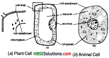 HBSE 8th Class Science Solutions Chapter 8 Cell Structure and Functions-2