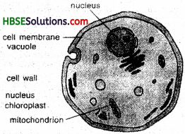 HBSE 8th Class Science Solutions Chapter 8 Cell Structure and Functions-5