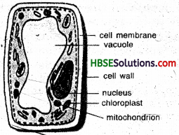 HBSE 8th Class Science Solutions Chapter 8 Cell Structure and Functions-6