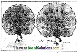 Haryana Board 10th Class Sanskrit Chitradharitam Lekhanam img-2