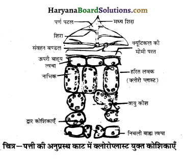 HBSE 10th Class Science Important Questions Chapter 6 जैव प्रक्रम 1