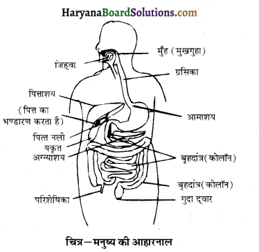 HBSE 10th Class Science Important Questions Chapter 6 जैव प्रक्रम 11