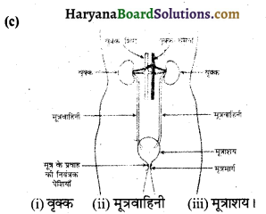 HBSE 10th Class Science Important Questions Chapter 6 जैव प्रक्रम 12