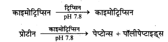 HBSE 10th Class Science Important Questions Chapter 6 जैव प्रक्रम 17
