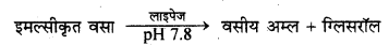 HBSE 10th Class Science Important Questions Chapter 6 जैव प्रक्रम 19