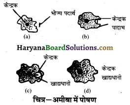 HBSE 10th Class Science Important Questions Chapter 6 जैव प्रक्रम 2