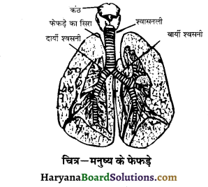 HBSE 10th Class Science Important Questions Chapter 6 जैव प्रक्रम 4