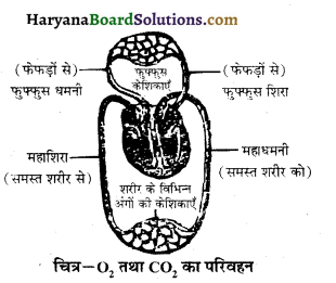 HBSE 10th Class Science Important Questions Chapter 6 जैव प्रक्रम 5