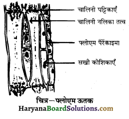 HBSE 10th Class Science Important Questions Chapter 6 जैव प्रक्रम 6
