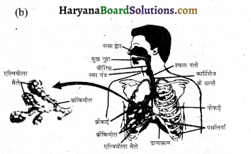 HBSE 10th Class Science Important Questions Chapter 6 जैव प्रक्रम 9
