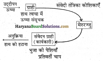 HBSE 10th Class Science Important Questions Chapter 7 नियंत्रण एवं समन्वय 1