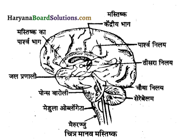 HBSE 10th Class Science Important Questions Chapter 7 नियंत्रण एवं समन्वय 2