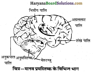 HBSE 10th Class Science Important Questions Chapter 7 नियंत्रण एवं समन्वय 3
