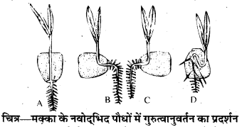 HBSE 10th Class Science Important Questions Chapter 7 नियंत्रण एवं समन्वय 4