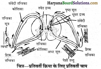HBSE 10th Class Science Important Questions Chapter 7 नियंत्रण एवं समन्वय 5