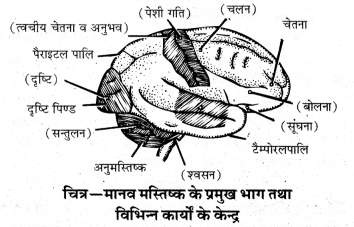 HBSE 10th Class Science Important Questions Chapter 7 नियंत्रण एवं समन्वय 6