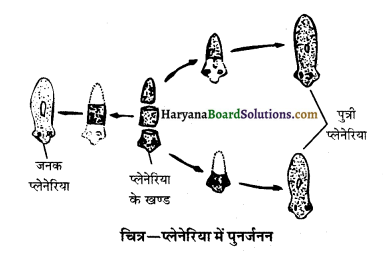 HBSE 10th Class Science Important Questions Chapter 8 जीव जनन कैसे करते है 11