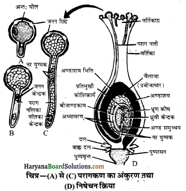HBSE 10th Class Science Important Questions Chapter 8 जीव जनन कैसे करते है 12