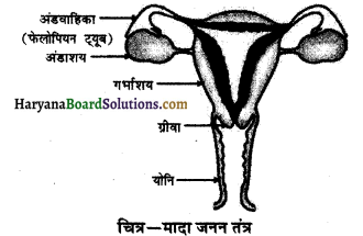 HBSE 10th Class Science Important Questions Chapter 8 जीव जनन कैसे करते है 14