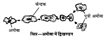 HBSE 10th Class Science Important Questions Chapter 8 जीव जनन कैसे करते है 2