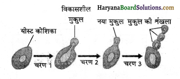 HBSE 10th Class Science Important Questions Chapter 8 जीव जनन कैसे करते है 3