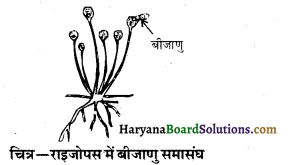 HBSE 10th Class Science Important Questions Chapter 8 जीव जनन कैसे करते है 8