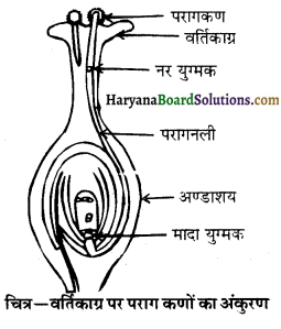 HBSE 10th Class Science Important Questions Chapter 8 जीव जनन कैसे करते है 9