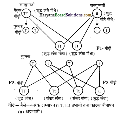 HBSE 10th Class Science Important Questions Chapter 9 अनुवांशिकता एवं जैव विकास 2