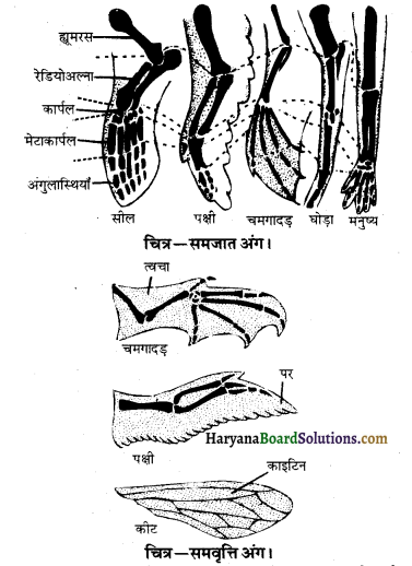 HBSE 10th Class Science Important Questions Chapter 9 अनुवांशिकता एवं जैव विकास 3