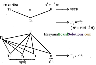 HBSE 10th Class Science Important Questions Chapter 9 अनुवांशिकता एवं जैव विकास 4