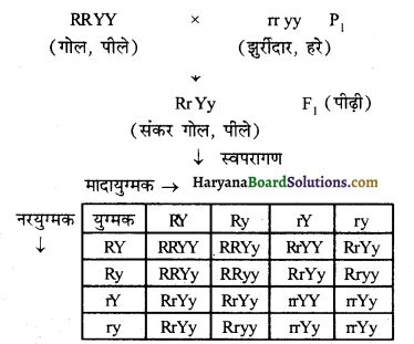 HBSE 10th Class Science Important Questions Chapter 9 अनुवांशिकता एवं जैव विकास 5