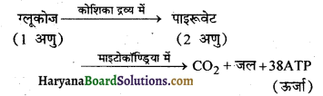 HBSE 10th Class Science Solutions Chapter 6 जैव प्रक्रम 2