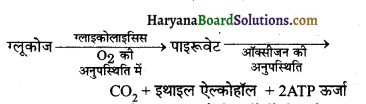 HBSE 10th Class Science Solutions Chapter 6 जैव प्रक्रम 3
