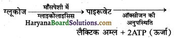 HBSE 10th Class Science Solutions Chapter 6 जैव प्रक्रम 4