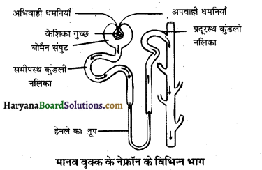 HBSE 10th Class Science Solutions Chapter 6 जैव प्रक्रम 5