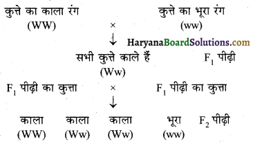 HBSE 10th Class Science Solutions Chapter 9 अनुवांशिकता एवं जैव विकास 1