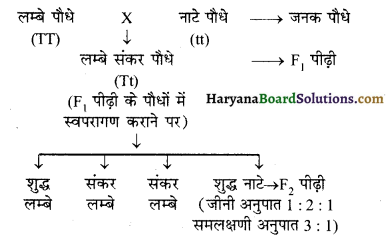 HBSE 10th Class Science Solutions Chapter 9 अनुवांशिकता एवं जैव विकास 2