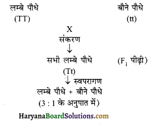 HBSE 10th Class Science Solutions Chapter 9 अनुवांशिकता एवं जैव विकास 3