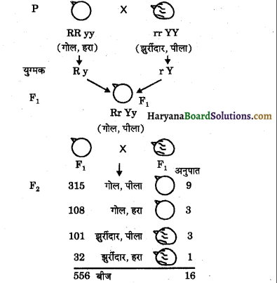 HBSE 10th Class Science Solutions Chapter 9 अनुवांशिकता एवं जैव विकास 4