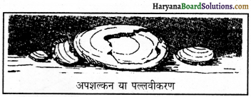 HBSE 11th Class Geography Important Questions Chapter 6 भू-आकृतिक प्रक्रियाएँ 2a