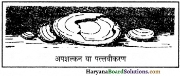 HBSE 11th Class Geography Important Questions Chapter 7 भू-आकृतियाँ तथा उनका विकास 1