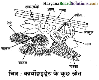 HBSE 6th Class Science Solutions Chapter 2 भोजन के घातक -1