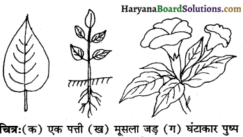 HBSE 6th Class Science Solutions Chapter 7 पौधों को जानिए -1
