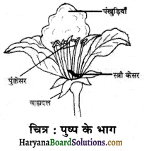 HBSE 6th Class Science Solutions Chapter 7 पौधों को जानिए -10