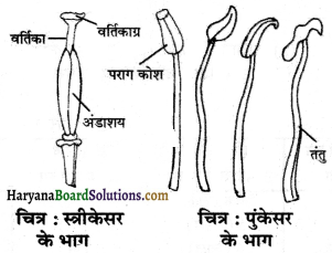 HBSE 6th Class Science Solutions Chapter 7 पौधों को जानिए -11